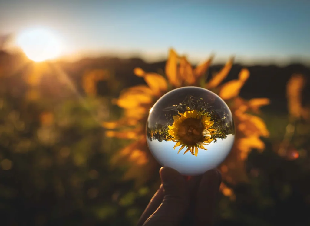 Tournesol capturé dans une boule de cristal – lumière dorée et bokeh, par Tijoe photographe à Mulhouse Tournesol vu à travers une boule de cristal au coucher de soleil