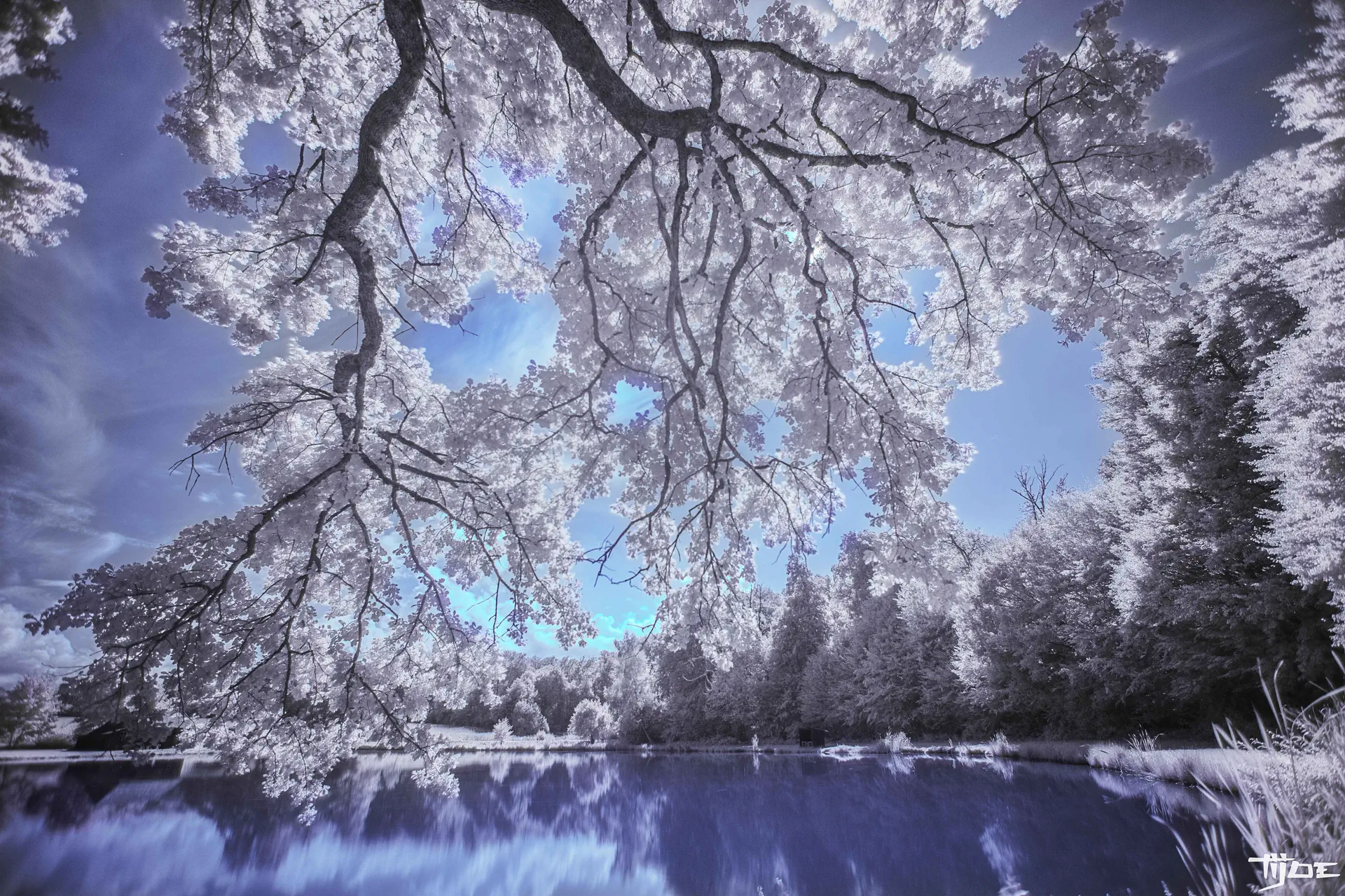 Lumière d’hiver et reflets bleus en Alsace Paysage artistique d’hiver avec arbre enneigé et reflets bleus, photographie créative signée Tijoe Photographe en Alsace.