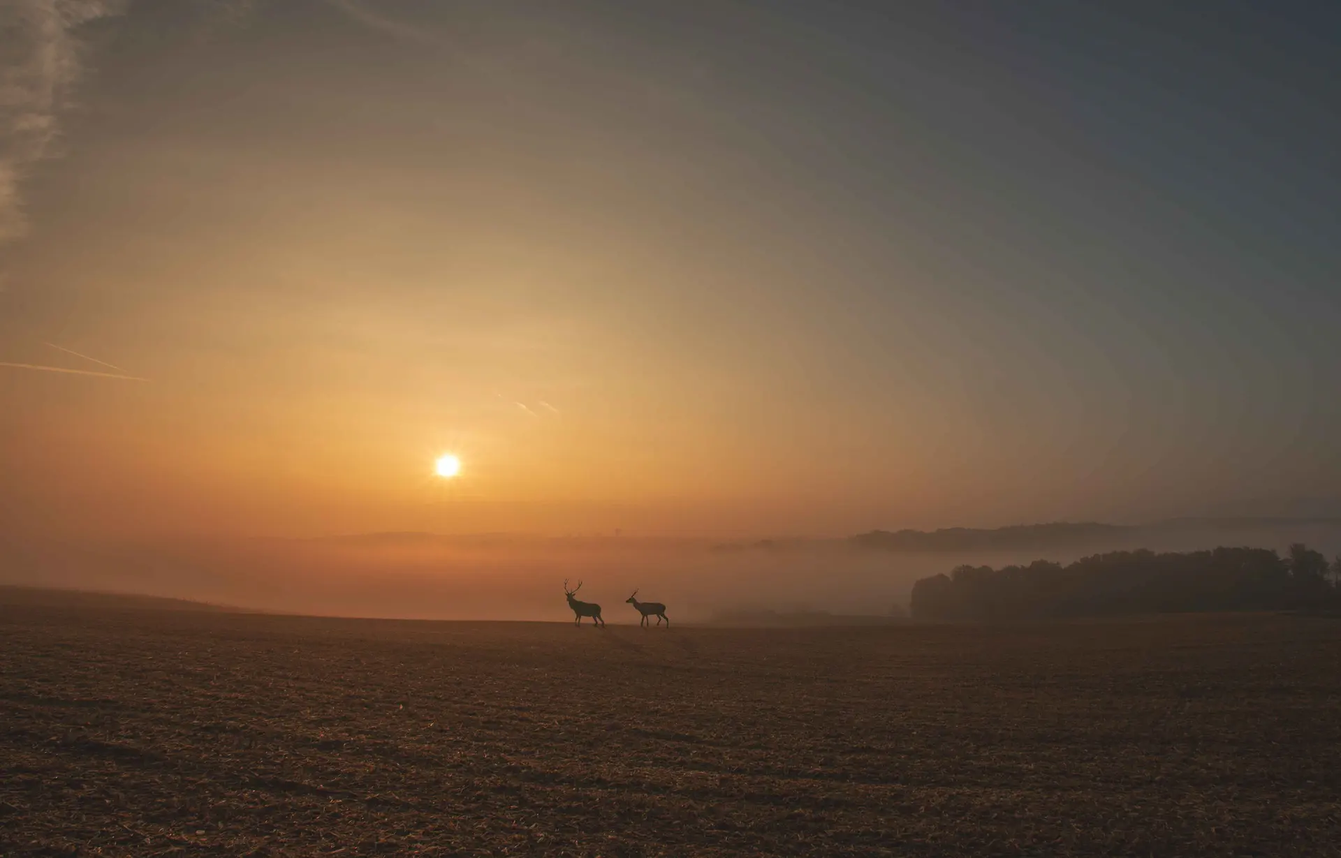Lever de soleil sur deux cerfs en forêt – Photo nature par Tijoe, photographe et web designer à Mulhouse Deux cerfs au lever du soleil dans un champ brumeux, capturés par Tijoe, concepteur de site web et photographe à Mulhouse