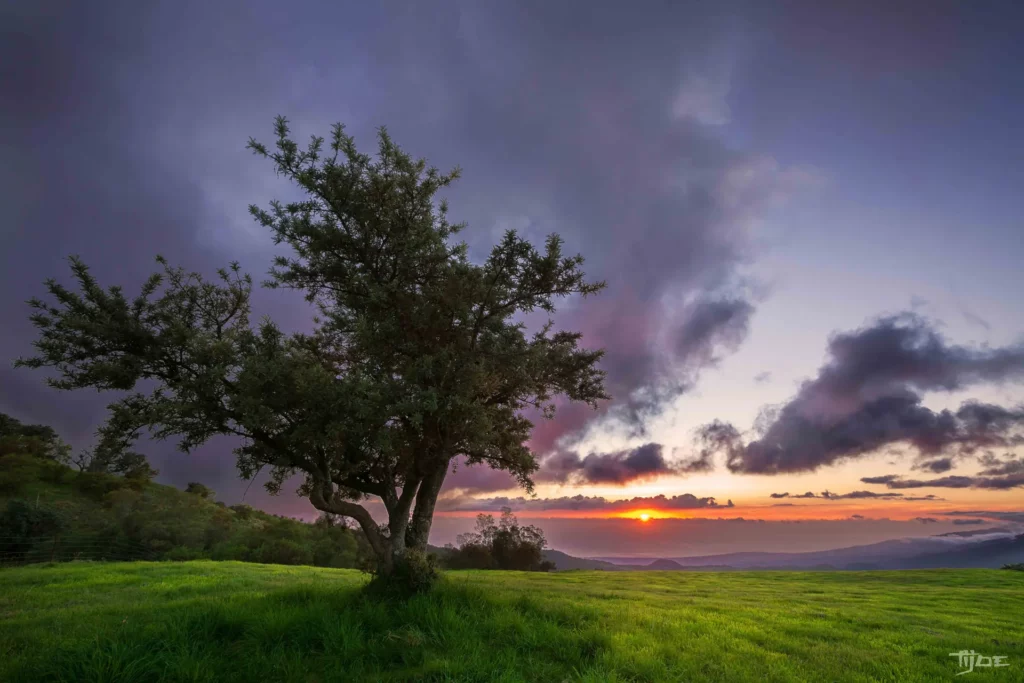 Coucher de soleil à La Réunion avec arbre solitaire sur une prairie verdoyante et ciel nuageux