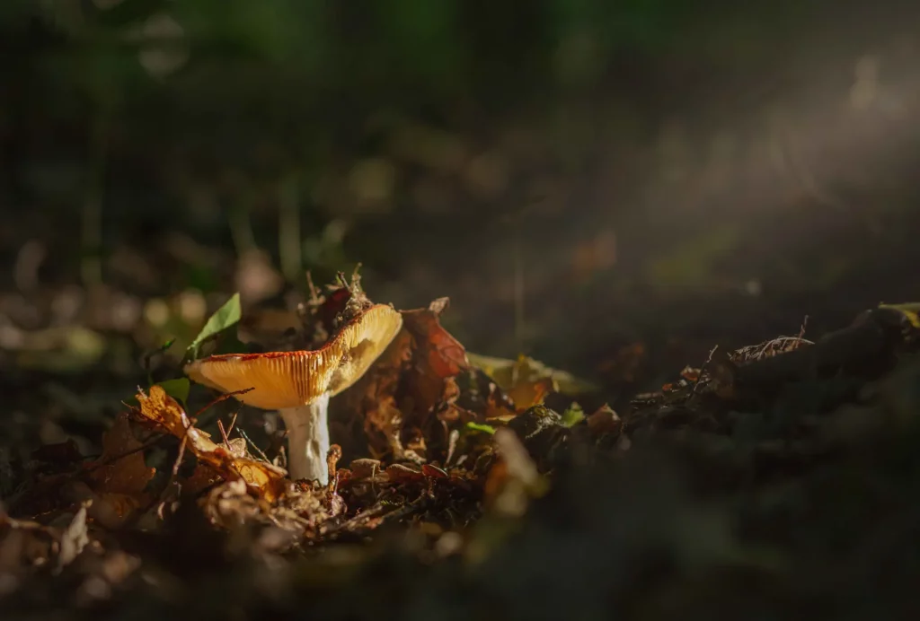 Champignon dans un sous-bois illuminé par un rayon de soleil, photographie macro en Alsace
