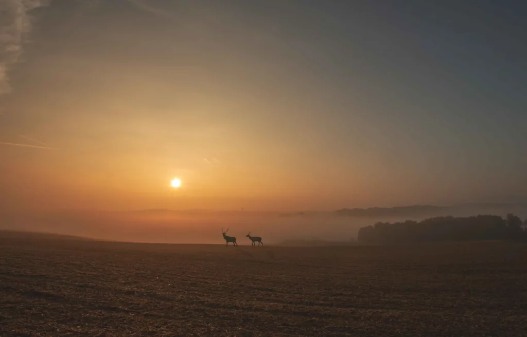 Deux cerfs marchant dans un champ au lever du soleil, dans une brume matinale