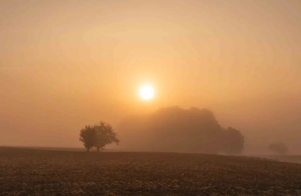 Arbre solitaire dans un champ sous un lever de soleil brumeux en Alsace