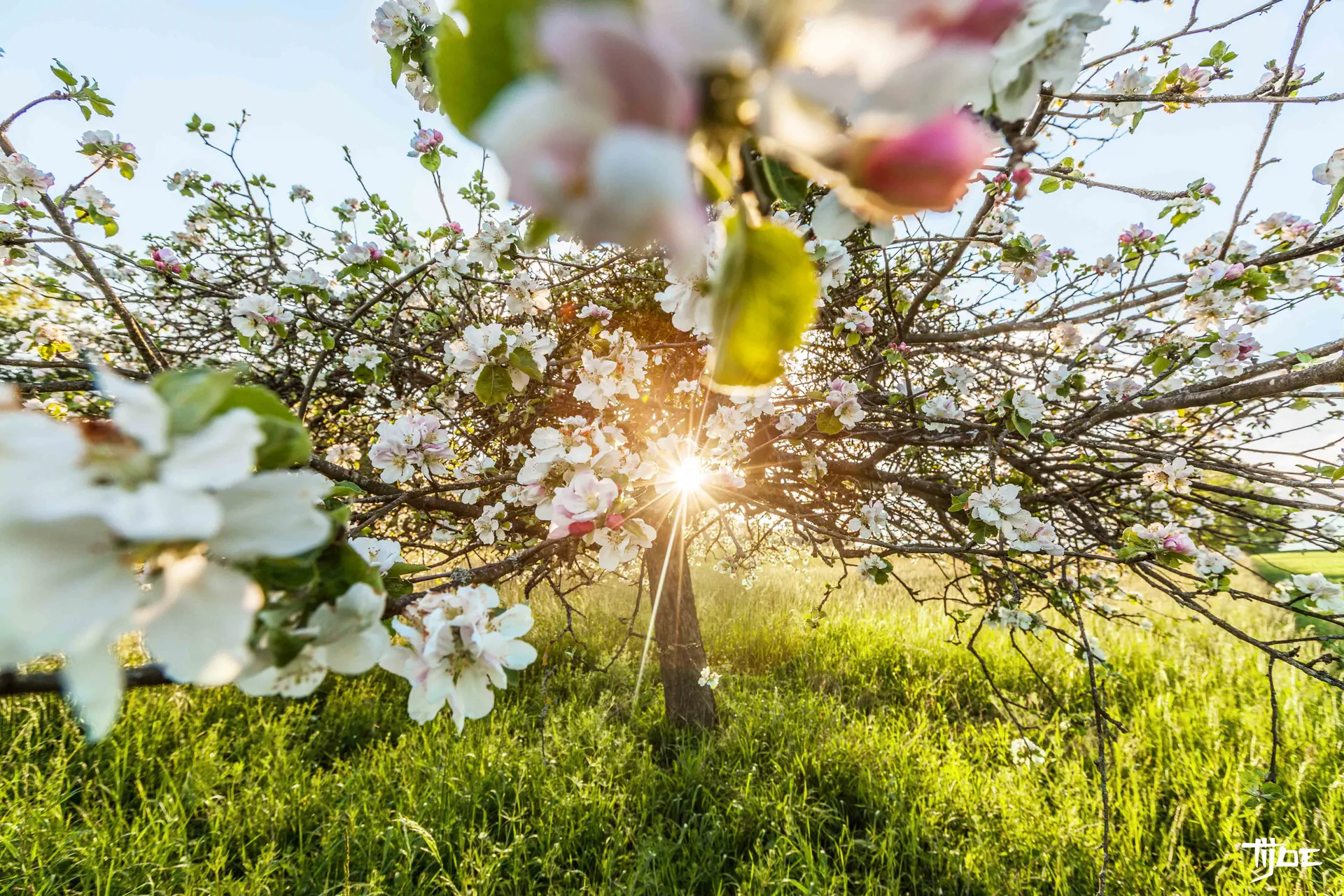 Photo d’un arbre en fleurs capturée par Tijoe, web designer à Mulhouse spécialisé en création de site web et SEO