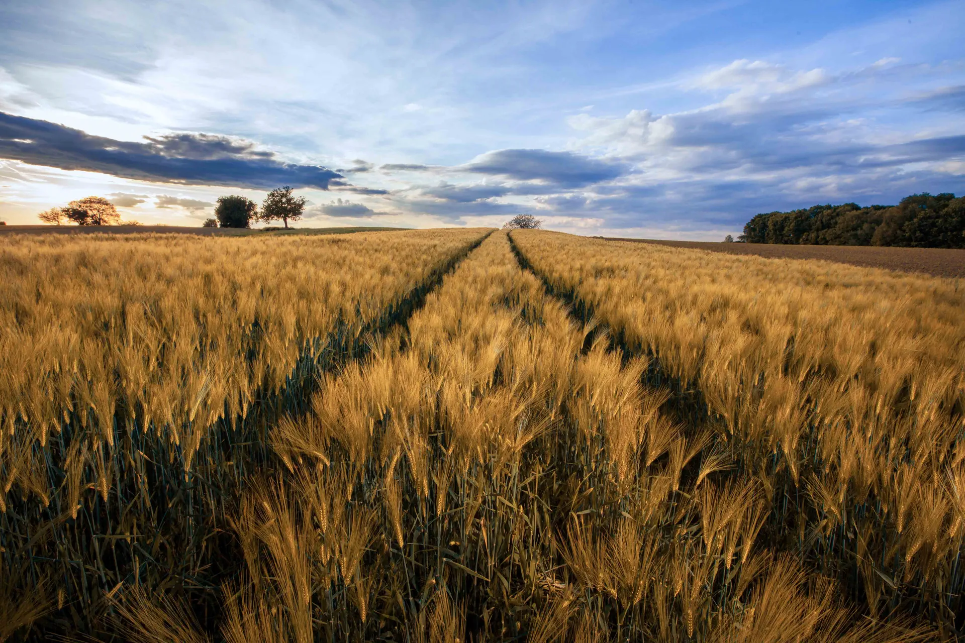 Champ de blé au coucher du soleil – Alsace Champ de blé au coucher du soleil en Alsace, photographie de paysage a mulhouse réalisée par Tijoe Photographe.