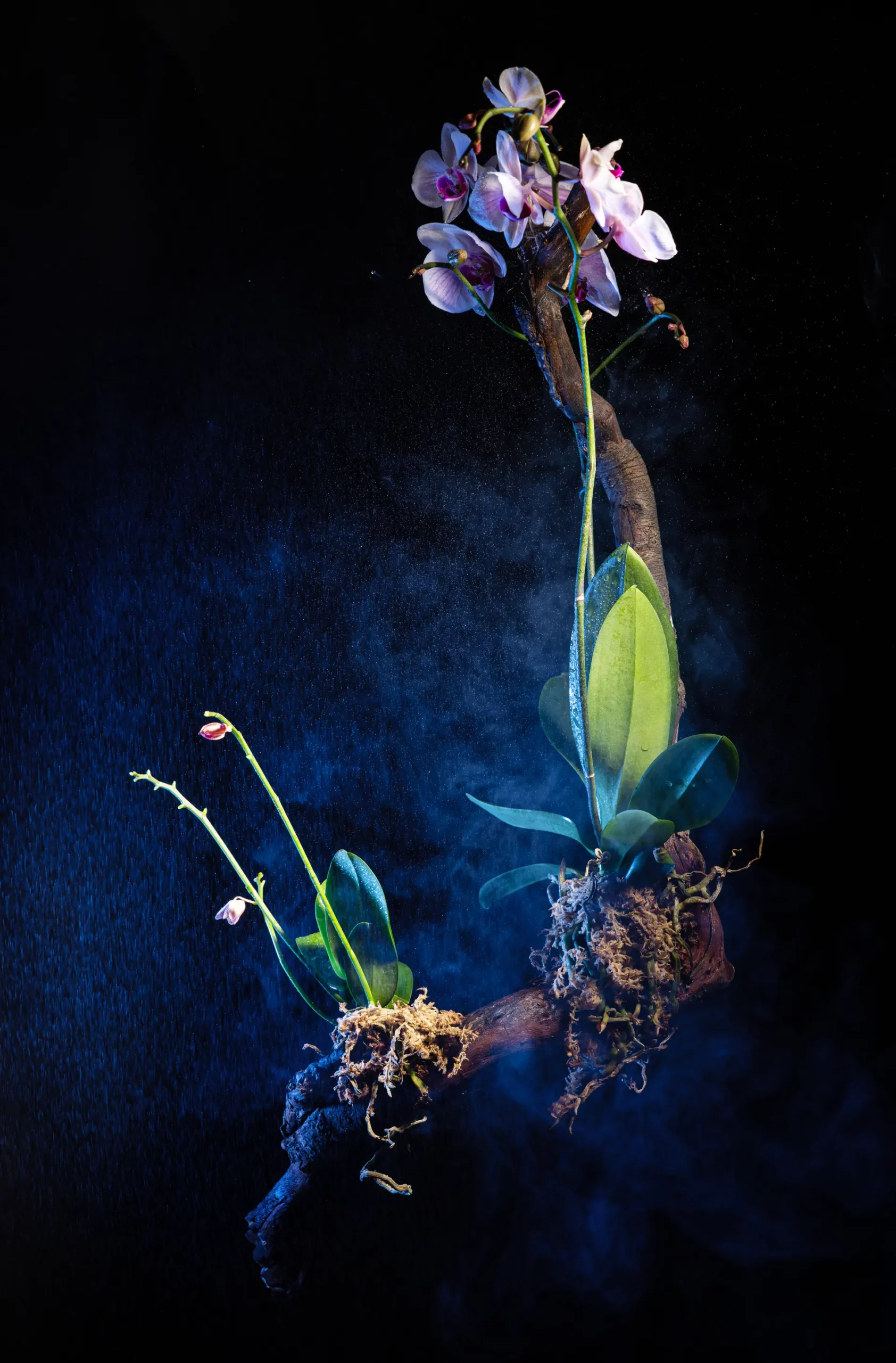 Composition d’orchidées photographiée en studio avec éclairage artistique bleu